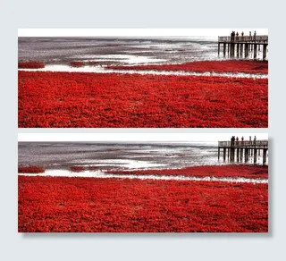 迷人的红海滩湿地图片