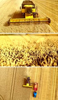 高清航拍麦田麦收视频