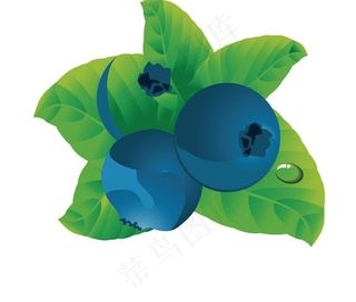矢量 蓝莓图片