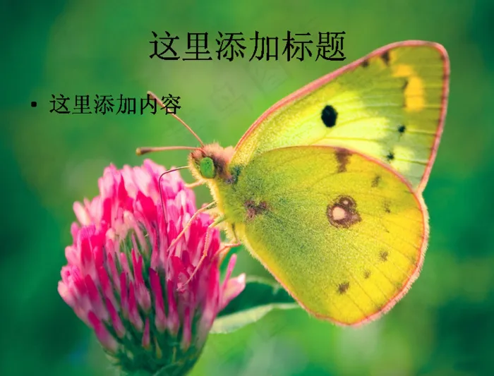 唯美三叶草高清电脑PPT(19)...