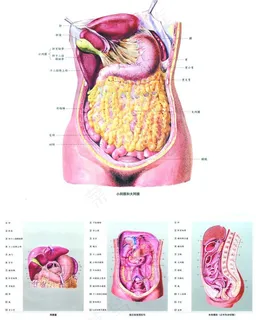 人体解剖图图片