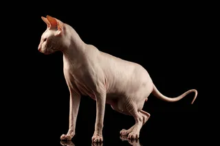 斯芬克斯猫摄影