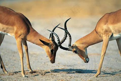 两只在打架的羚羊图片