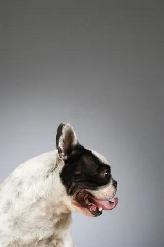 宠物狗图片02图片