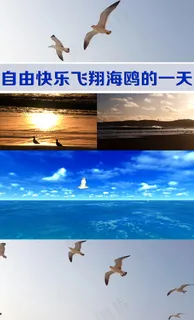 自由快乐飞翔海鸥的一天高清视频