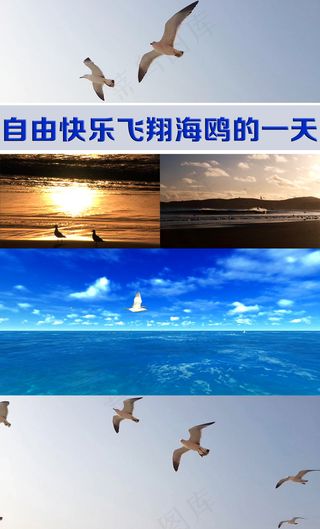 自由快乐飞翔海鸥的一天高清视频