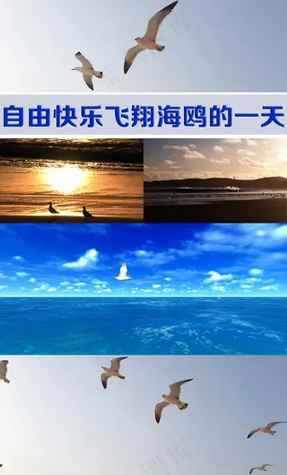 自由快乐飞翔海鸥的一天高清视频