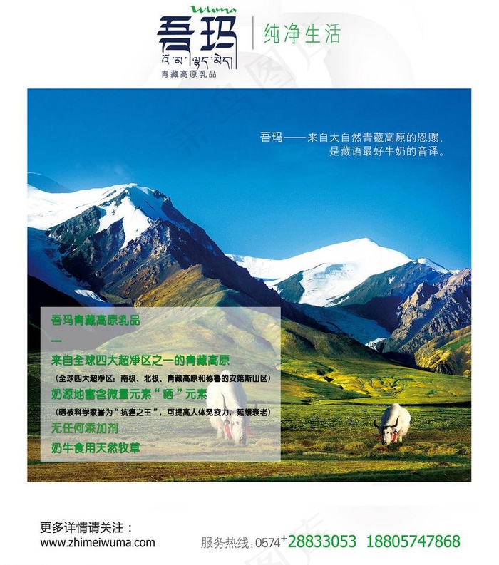 高原牛奶图片