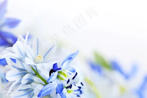 春天鲜花背景 春天鲜花背景