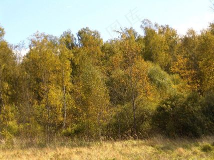 秋天美丽树林风景