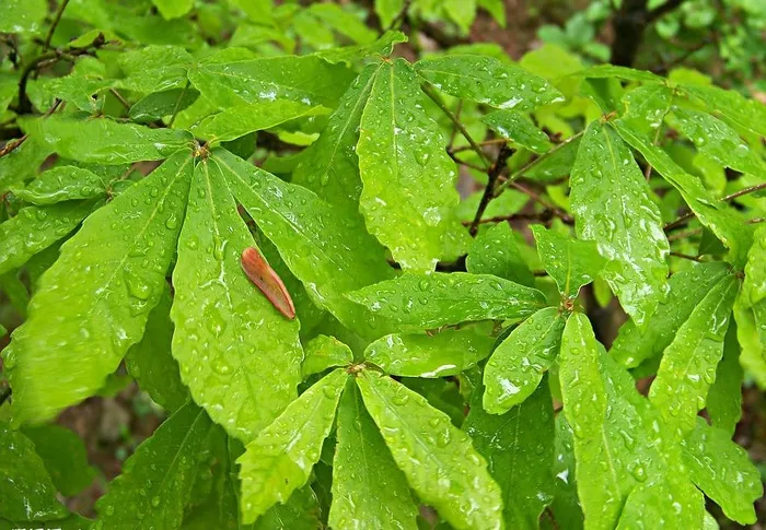雨后的树叶图片