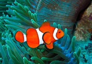 热带海洋珊瑚小丑鱼图片