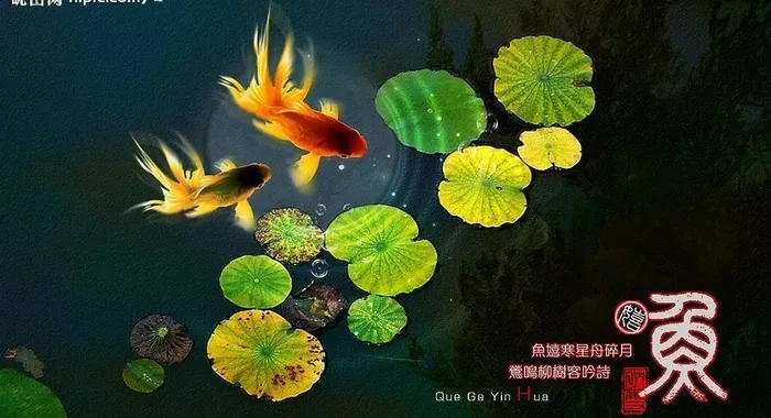 游鱼戏水图片(4167X2500(DPI:300))psd模版下载