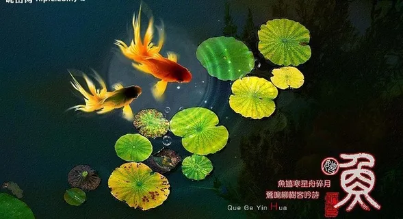 游鱼戏水图片 游鱼戏水图片