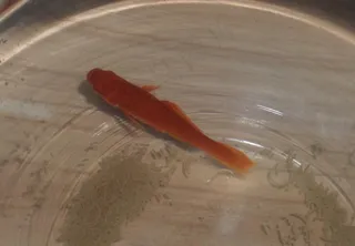 鱼 鱼缸 红鱼 流动图片