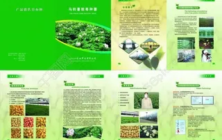 马铃薯画册宣传图片