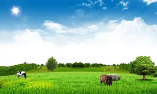 草原牧场风景