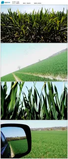 绿油油的麦苗视频实拍素材