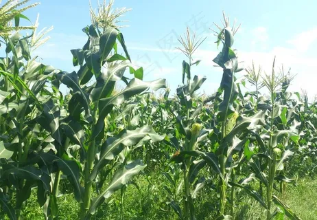 松西子千亩蔬菜基地图片 松西子千亩蔬菜基地图片