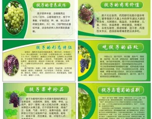 葡萄展板图片