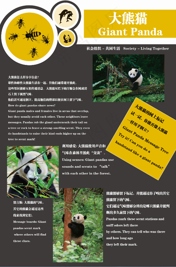 大熊猫科普知识