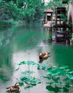 鸳鸯荷花图片