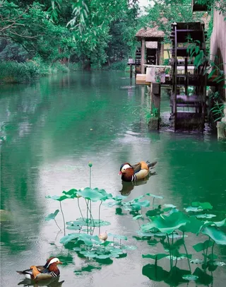 鸳鸯荷花图片