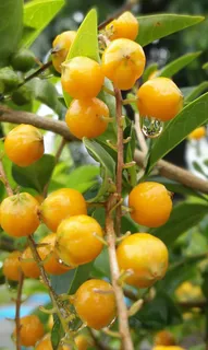 果树 果子图片 果树 果子图片