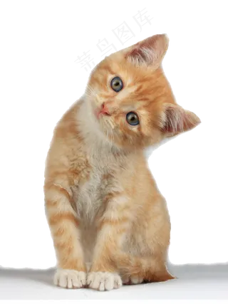 歪着头的黄色小猫免抠png透明素材