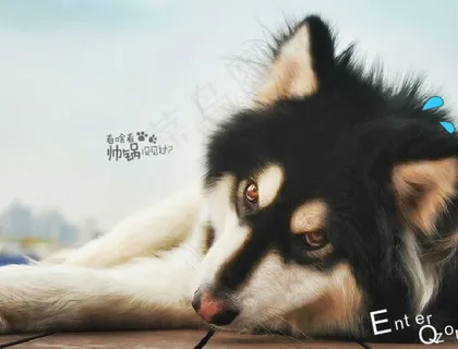 帅哥狗狗QQ空间flash