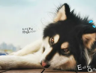 帅哥狗狗QQ空间flash