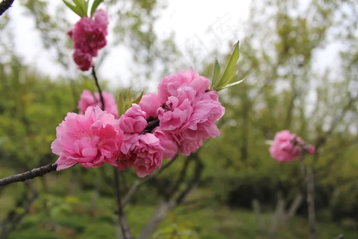 三月桃花图片