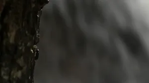 绚丽背景模板下载