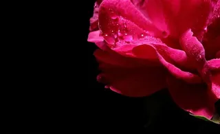 花瓣水珠水滴图片