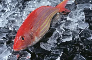 红色的鱼图片