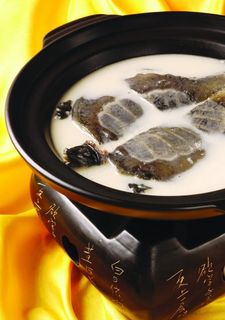 原汁奶汤炖野生甲鱼