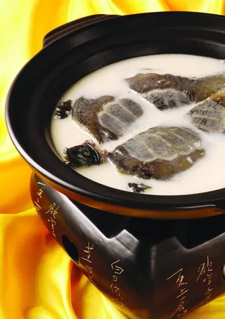 原汁奶汤炖野生甲鱼