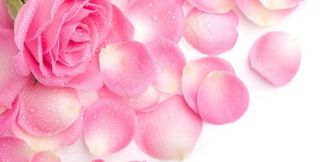 粉红色玫瑰图片