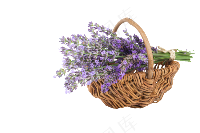 篮子薰衣草