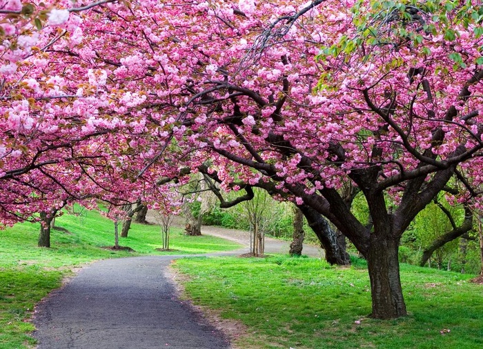春天樱花草地草坪小路图片