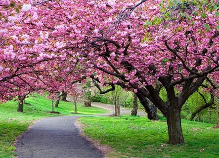 春天樱花草地草坪小路图片