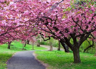 春天樱花草地草坪小路图片
