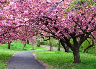 春天樱花草地草坪小路图片
