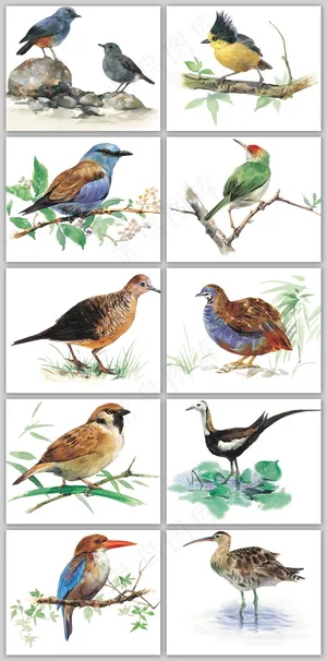 高清手绘插画水彩飞行鸟类装饰画素材 高清手绘插画水彩飞行鸟类装饰画素材