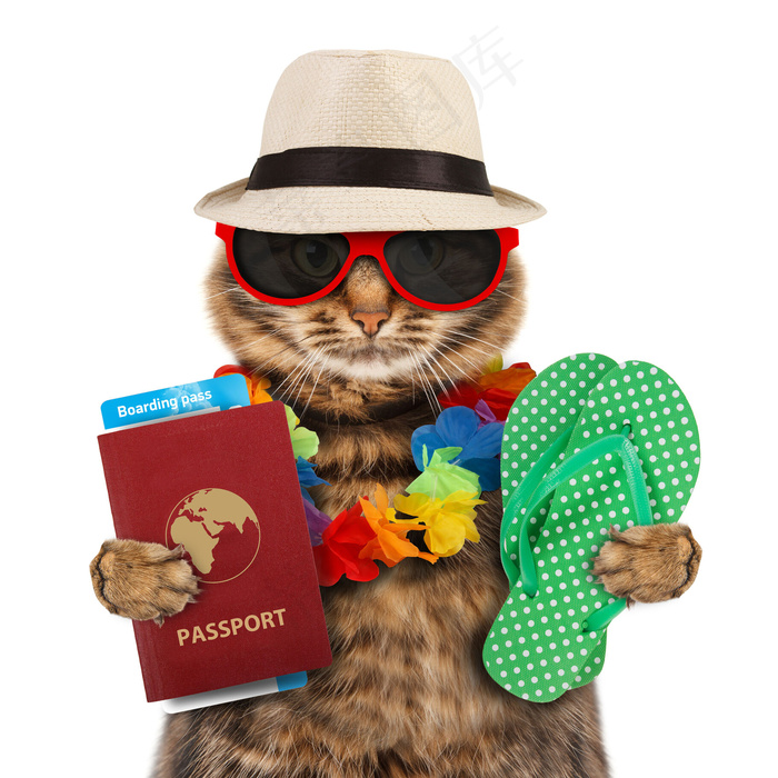 旅游度假的小猫