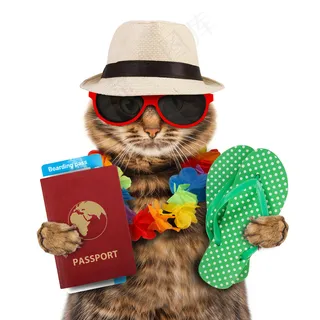 旅游度假的小猫 旅游度假的小猫