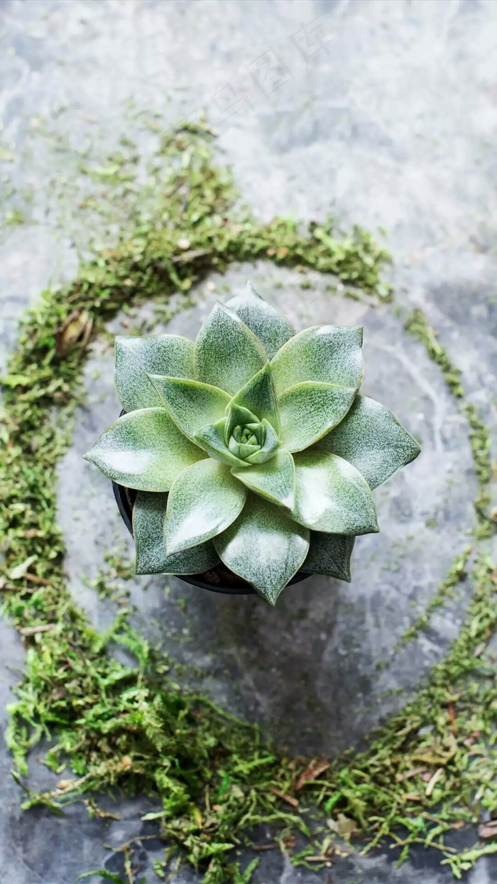 芦荟高清摄影图片