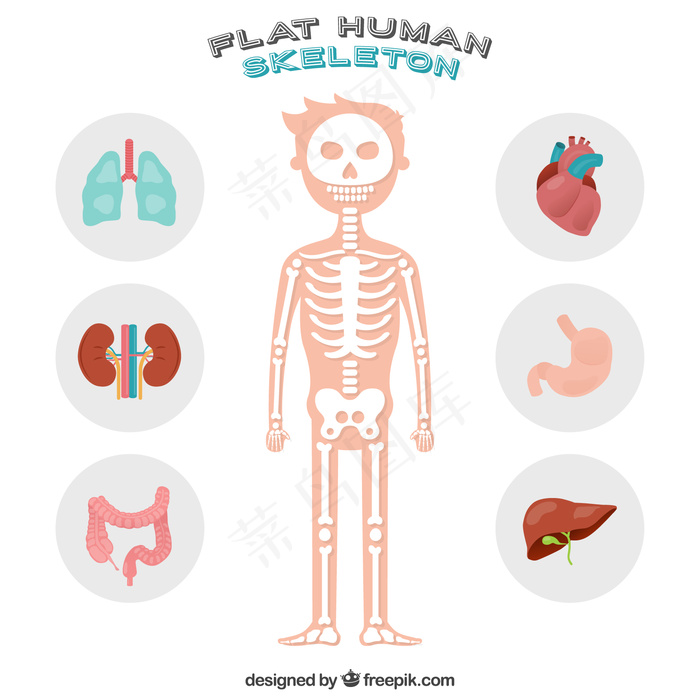 漂亮的人体骨架ai矢量模版下载