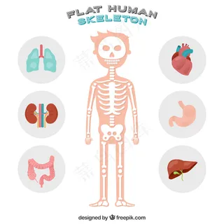 漂亮的人体骨架