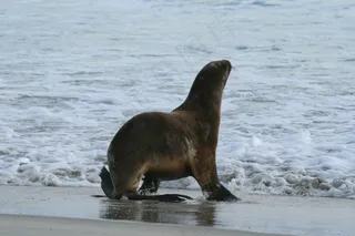 新西兰海豚图片